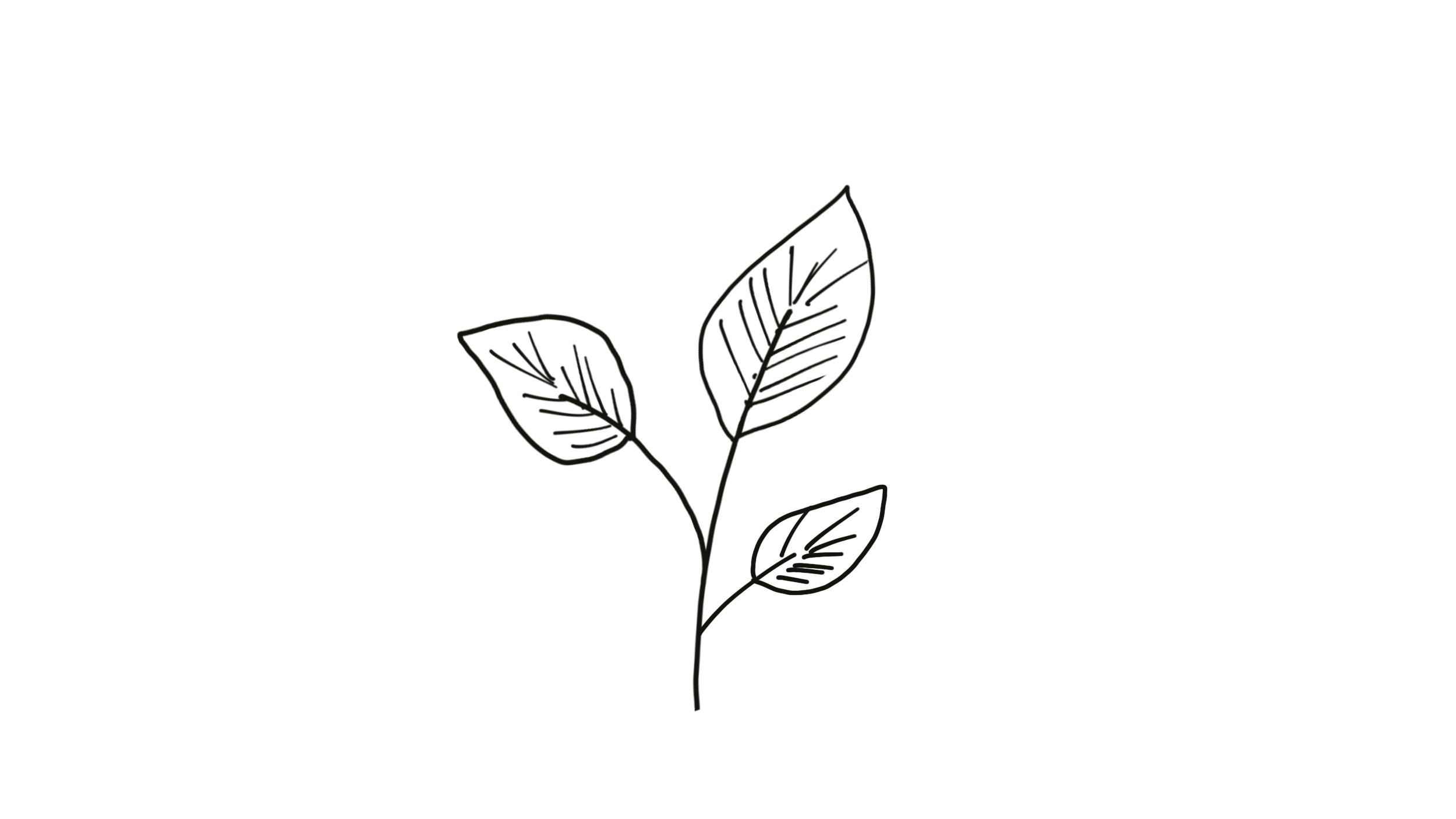 Leaf botanical hand drawn by Howebridge Candles